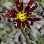Tragopogon crocifolius Fleur