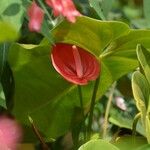 Anthurium andraeanum Квітка