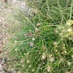 Ptilostemon chamaepeuce 果実