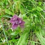 Ajuga pyramidalis Other