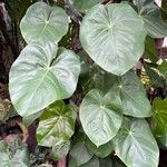 Anthurium nymphaeifolium Blad