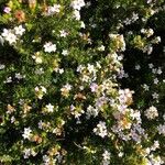 Coleonema pulchrum Fleur