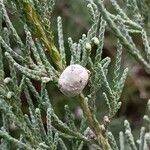 Juniperus scopulorum ফল