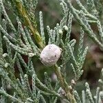 Juniperus scopulorum Frukto