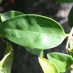 Jasminum laurifolium Blad