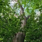 Tetradium daniellii (Habitus)