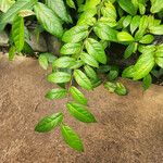 Ficus sagittata ശീലം