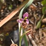 Ophrys tenthredinifera Flor