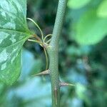 Smilax bona-nox Bark