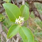 Passovia pyrifolia Flower