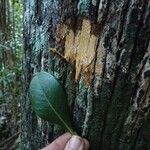 Planchonella reticulata Bark