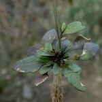 Arabidopsis thaliana Blad