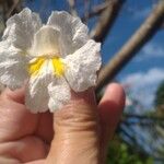 Tabebuia roseoalba Flower