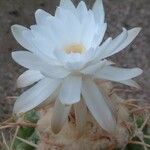 Discocactus catingicola Fleur