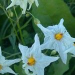 Solanum chacoense Λουλούδι