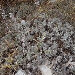 Artemisia pedemontana Цветок