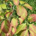 Euonymus sachalinensis ഇല