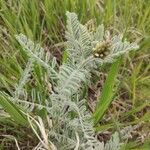 Amorpha canescens Blad