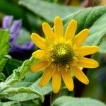 Sanvitalia procumbens Fula