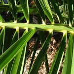 Phoenix canariensis Hoja