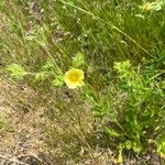 Potentilla gracilis Fiore