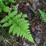 Dryopteris carthusiana برگ