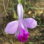 Arundina graminifolia Flor