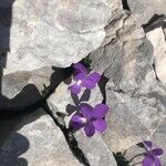 Viola cenisia പുഷ്പം