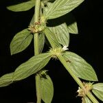 Diodella sarmentosa Leaf