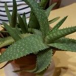 Aloe macrocarpa Fuelha
