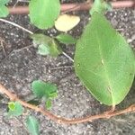 Decumaria barbara Φύλλο