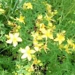 Hypericum perforatum Flower