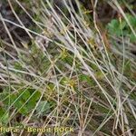 Carex pauciflora Habit