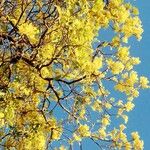 Handroanthus chrysanthusBlüte