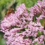 Adenostyles alpina Fula