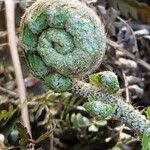 Polystichum braunii Folha