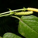 Anthurium microspadix Habitus