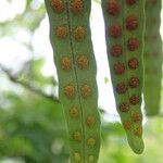 Pleopeltis macrocarpa Leaf