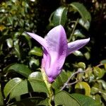 Cryptostegia grandiflora Flor
