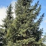 Abies nordmanniana Tervik taim