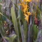 Brassia arachnoidea Buveinė