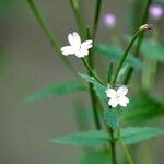 Epilobium montanum Φύλλο