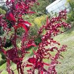 Atriplex hortensis Blatt