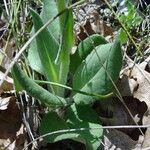 Senecio provincialis Habit