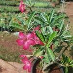 Adenium obesumFlor