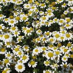 Anthemis maritima Květ