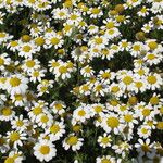 Anthemis maritima Flower