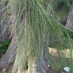 Casuarina cunninghamiana Leaf