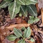 Goodyera pubescens Blatt