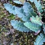 Asplenium ceterach Feuille